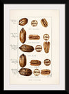 "Pecans (Carya Illinoinensis) (1904)", Bertha Heiges