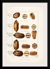 "Pecans (Carya Illinoinensis) (1904)", Bertha Heiges