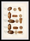 "Pecans (Carya Illinoinensis) (1904)", Bertha Heiges