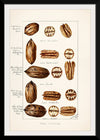 "Pecans (Carya Illinoinensis) (1904)", Bertha Heiges