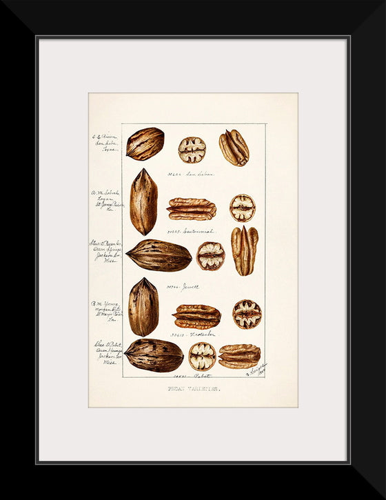 "Pecans (Carya Illinoinensis) (1904)", Bertha Heiges