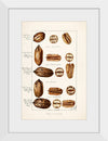 "Pecans (Carya Illinoinensis) (1904)", Bertha Heiges