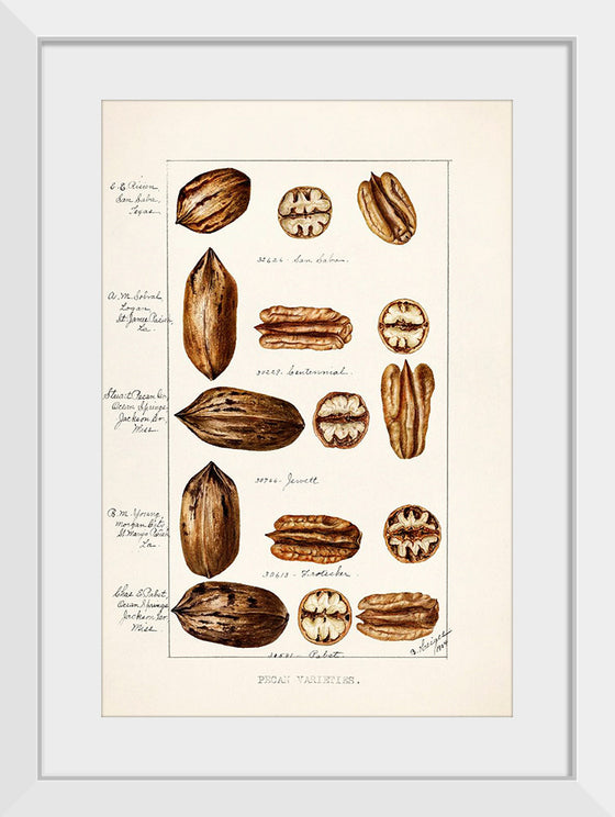 "Pecans (Carya Illinoinensis) (1904)", Bertha Heiges