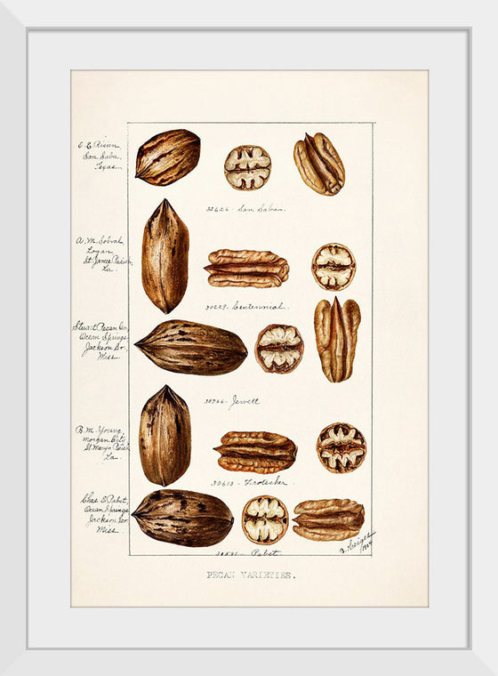 "Pecans (Carya Illinoinensis) (1904)", Bertha Heiges