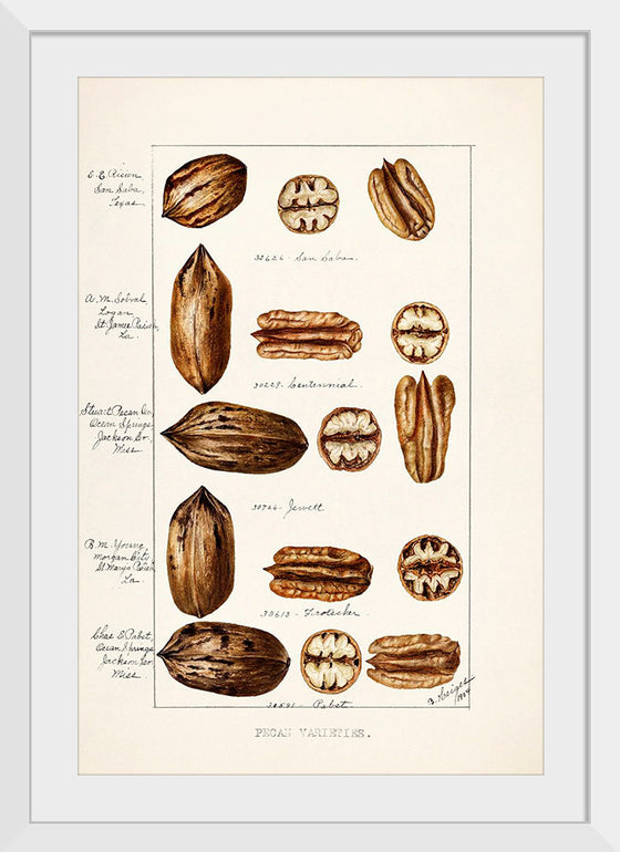 "Pecans (Carya Illinoinensis) (1904)", Bertha Heiges