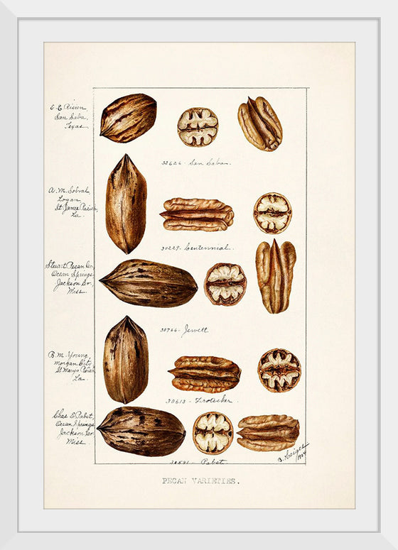 "Pecans (Carya Illinoinensis) (1904)", Bertha Heiges