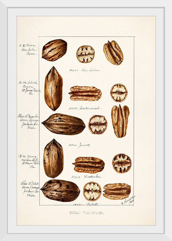 "Pecans (Carya Illinoinensis) (1904)", Bertha Heiges