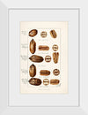 "Pecans (Carya Illinoinensis) (1904)", Bertha Heiges