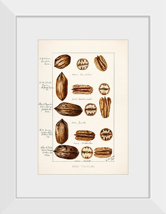 "Pecans (Carya Illinoinensis) (1904)", Bertha Heiges