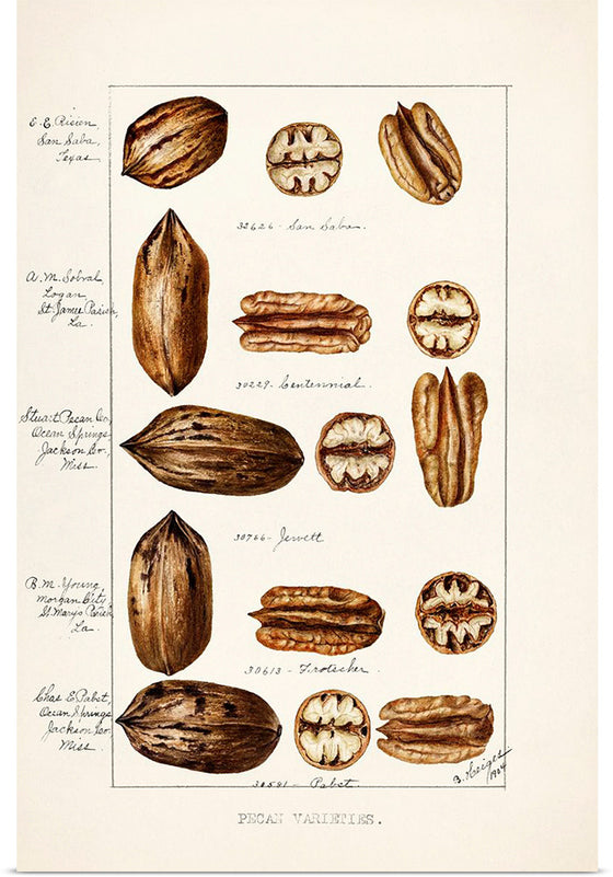 "Pecans (Carya Illinoinensis) (1904)", Bertha Heiges