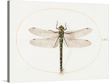  “Dragonfly (1575-1580)” by Joris Hoefnagel is a beautiful and intricate print of a dragonfly. The print is a perfect addition to any art collection, as it showcases the artist’s skill in capturing the delicate details of the dragonfly’s wings and body. 