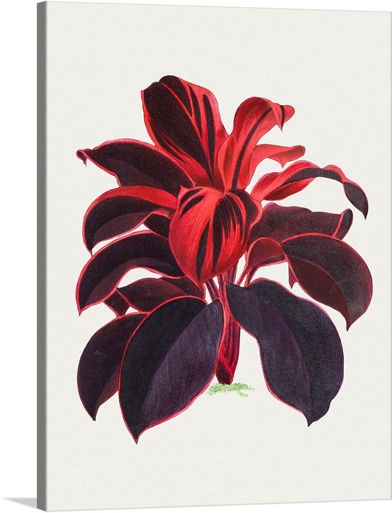 Immerse yourself in the vibrant and exotic energy of the “Hand Drawn Hawaiian Ti Plant” artwork. Every stroke captures the lush, dynamic elegance of this tropical gem, bringing a burst of island paradise into your space. The rich red and deep purple hues are meticulously crafted to radiate warmth and vitality. 