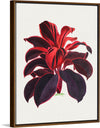 "Hand Drawn Hawaiian Ti plant", Biodiversity Heritage Library