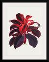 "Hand Drawn Hawaiian Ti plant", Biodiversity Heritage Library