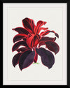 "Hand Drawn Hawaiian Ti plant", Biodiversity Heritage Library
