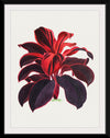 "Hand Drawn Hawaiian Ti plant", Biodiversity Heritage Library