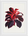 "Hand Drawn Hawaiian Ti plant", Biodiversity Heritage Library