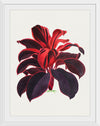 "Hand Drawn Hawaiian Ti plant", Biodiversity Heritage Library