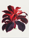 "Hand Drawn Hawaiian Ti plant", Biodiversity Heritage Library