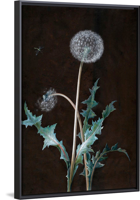 "Dandelion" (1755), Barbara Regina Dietzsch