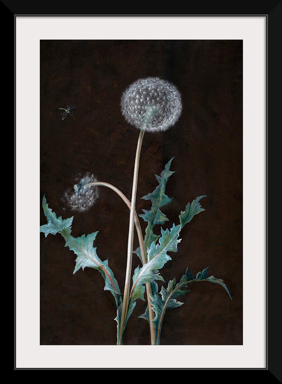 "Dandelion" (1755), Barbara Regina Dietzsch