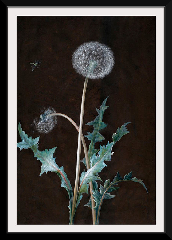 "Dandelion" (1755), Barbara Regina Dietzsch