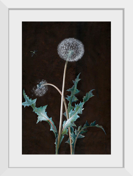 "Dandelion" (1755), Barbara Regina Dietzsch