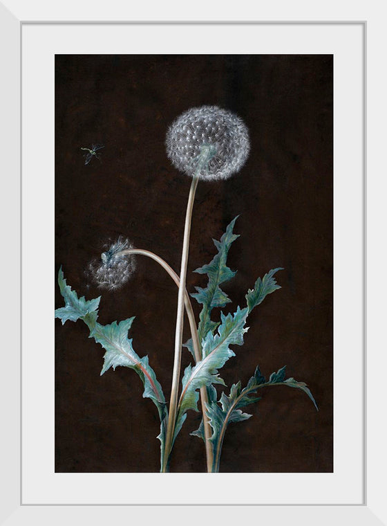 "Dandelion" (1755), Barbara Regina Dietzsch