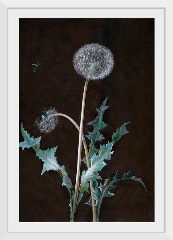 "Dandelion" (1755), Barbara Regina Dietzsch