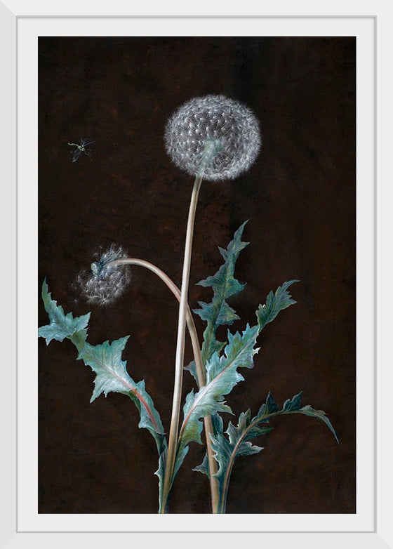 "Dandelion" (1755), Barbara Regina Dietzsch