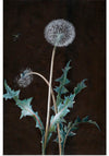 "Dandelion" (1755), Barbara Regina Dietzsch