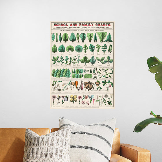 "School and Family Charts, No. XIX. Botanical: Forms of Leaves, Stems, Roots, and Flowers (1890)", Marcius Willson and Norman A. Calkins