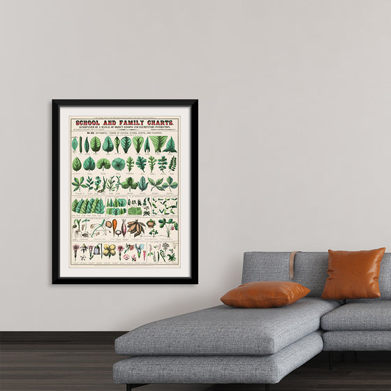 "School and Family Charts, No. XIX. Botanical: Forms of Leaves, Stems, Roots, and Flowers (1890)", Marcius Willson and Norman A. Calkins