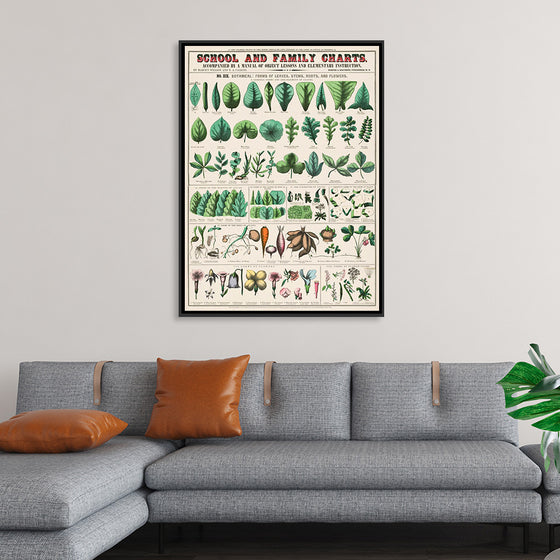 "School and Family Charts, No. XIX. Botanical: Forms of Leaves, Stems, Roots, and Flowers (1890)", Marcius Willson and Norman A. Calkins