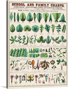  “School and Family Charts, No. XIX. Botanical: Forms of Leaves, Stems, Roots, and Flowers (1890)” by Marcius Willson and Norman A. Calkins invites you to explore the intricate world of botany. This captivating print, part of the “School and Family Charts” series, delves into the diverse forms of plant life. At its heart lies a meticulously illustrated collection: leaves unfurling in myriad shapes, stems branching out with purpose, roots anchoring life, and flowers blooming in exquisite diversity.