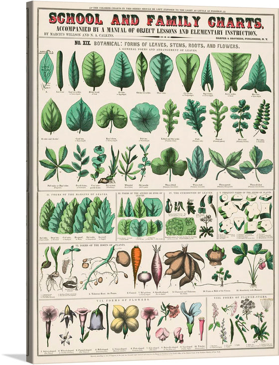 “School and Family Charts, No. XIX. Botanical: Forms of Leaves, Stems, Roots, and Flowers (1890)” by Marcius Willson and Norman A. Calkins invites you to explore the intricate world of botany. This captivating print, part of the “School and Family Charts” series, delves into the diverse forms of plant life. At its heart lies a meticulously illustrated collection: leaves unfurling in myriad shapes, stems branching out with purpose, roots anchoring life, and flowers blooming in exquisite diversity.