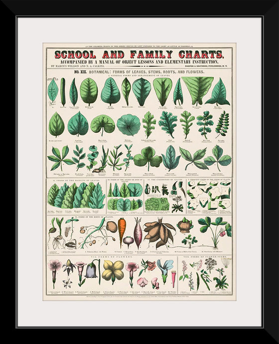 "School and Family Charts, No. XIX. Botanical: Forms of Leaves, Stems, Roots, and Flowers (1890)", Marcius Willson and Norman A. Calkins