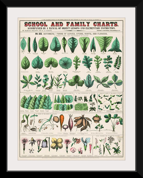 "School and Family Charts, No. XIX. Botanical: Forms of Leaves, Stems, Roots, and Flowers (1890)", Marcius Willson and Norman A. Calkins