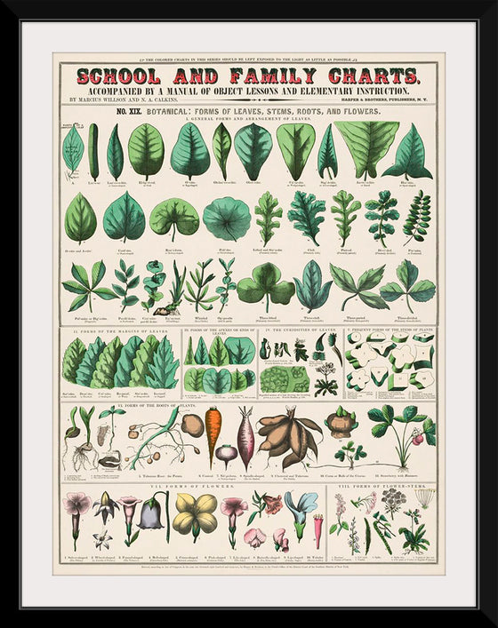 "School and Family Charts, No. XIX. Botanical: Forms of Leaves, Stems, Roots, and Flowers (1890)", Marcius Willson and Norman A. Calkins