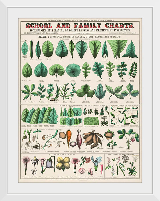 "School and Family Charts, No. XIX. Botanical: Forms of Leaves, Stems, Roots, and Flowers (1890)", Marcius Willson and Norman A. Calkins