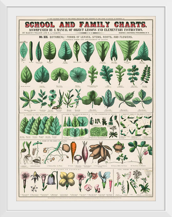 "School and Family Charts, No. XIX. Botanical: Forms of Leaves, Stems, Roots, and Flowers (1890)", Marcius Willson and Norman A. Calkins