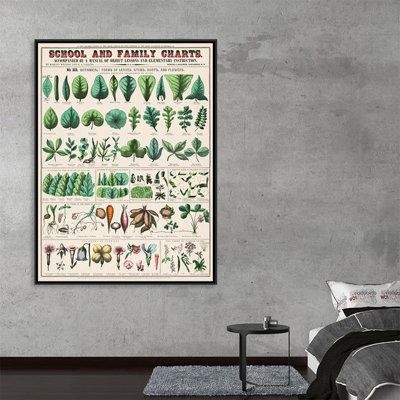 "School and Family Charts, No. XIX. Botanical: Forms of Leaves, Stems, Roots, and Flowers (1890)", Marcius Willson and Norman A. Calkins