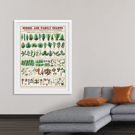 "School and Family Charts, No. XIX. Botanical: Forms of Leaves, Stems, Roots, and Flowers (1890)", Marcius Willson and Norman A. Calkins