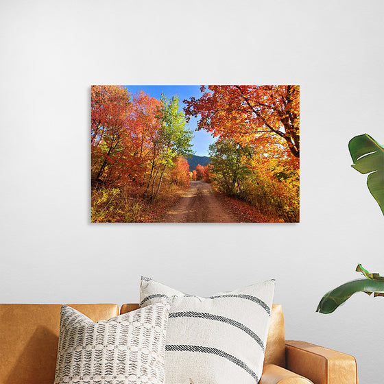 "Fall Colors Down a Dirt Road in the Cub River Area"