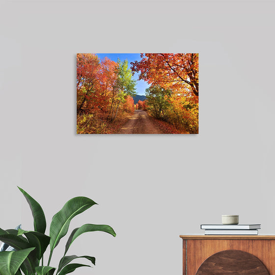 "Fall Colors Down a Dirt Road in the Cub River Area"