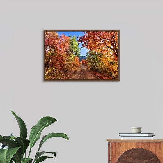 "Fall Colors Down a Dirt Road in the Cub River Area"