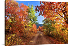  "Fall Colors Down a Dirt Road in the Cub River Area"