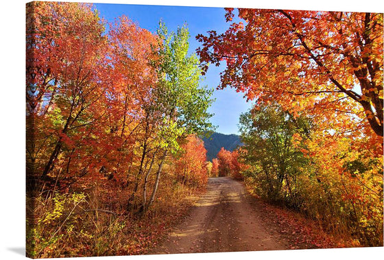 "Fall Colors Down a Dirt Road in the Cub River Area"