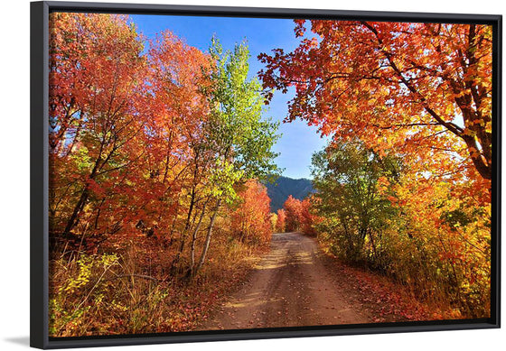 "Fall Colors Down a Dirt Road in the Cub River Area"