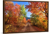 "Fall Colors Down a Dirt Road in the Cub River Area"